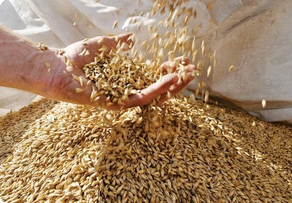 Quy Trình Sản Xuất Bia Công Nghiệp: Từ Nguyên Liệu Đến Chai Thành Phẩm image 2